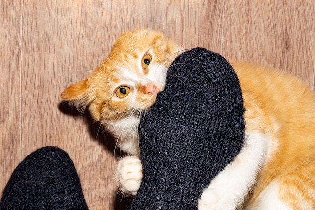 Angry red kitten bites the owner39s leg Education of pets