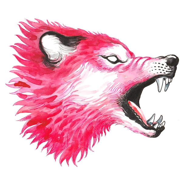 Angry red wolf. Ink and watercolor drawing