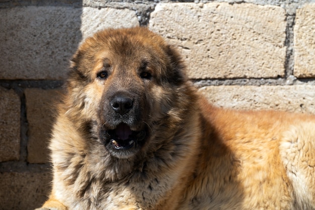 Angry Shepherd Dog