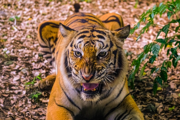 Angry sumatran tiger sumatran tijgergezicht