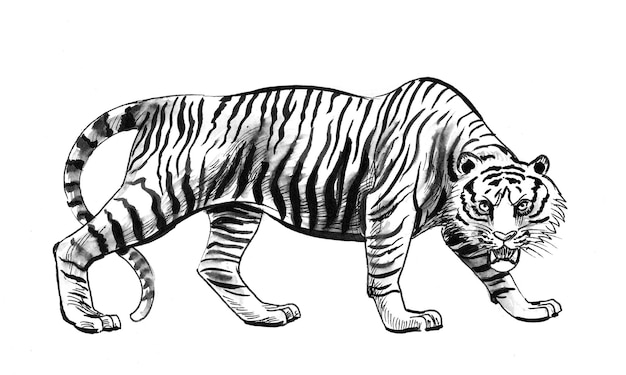 Foto tigre arrabbiata. disegno a inchiostro in bianco e nero