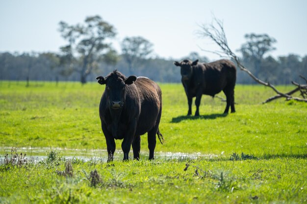 Angus cows on a sustainable agricultural farm in spring