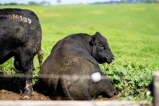 Angus en Wagyu dekken koeien en stieren op een boerderij