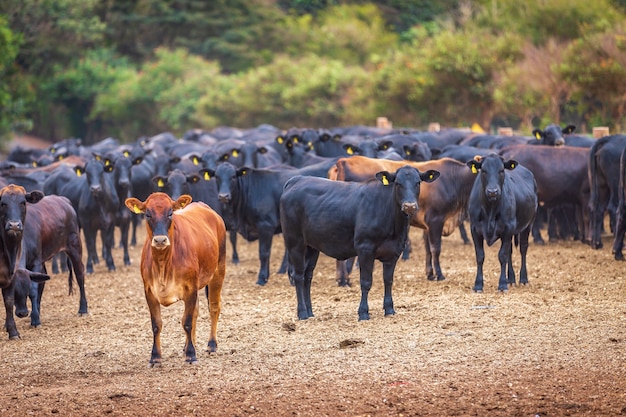 Angus-veekudde op veevoeder op het platteland van Brazilië