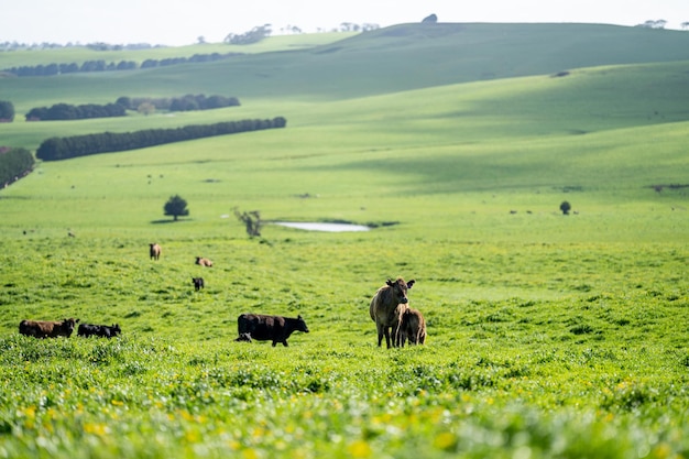 Photo angus and wagyu stud cows and bulls on a farm