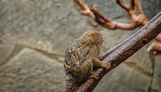 Animal in Amsterdam Zoo