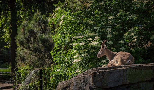 Animal in Amsterdam Zoo