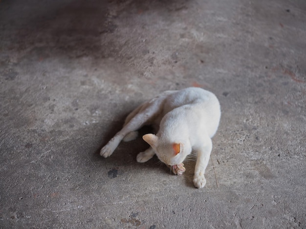 動物の背景 床に白い猫と足をなめます