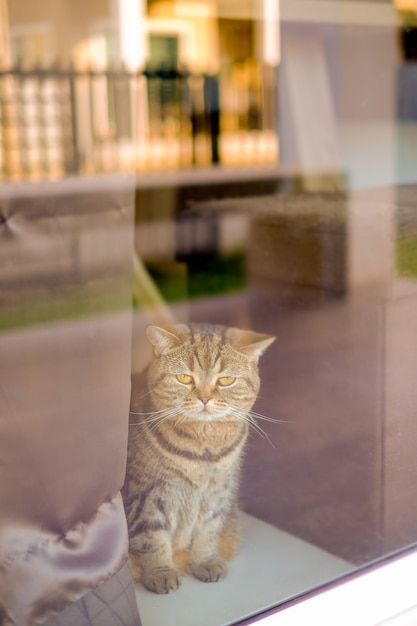 動物の美しい赤ちゃん猫コンフォートペットリラックス