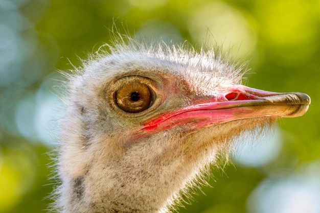 写真 ダチョウの動物の大きな鳥