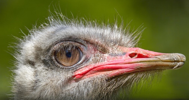 Foto grande uccello animale di uno struzzo