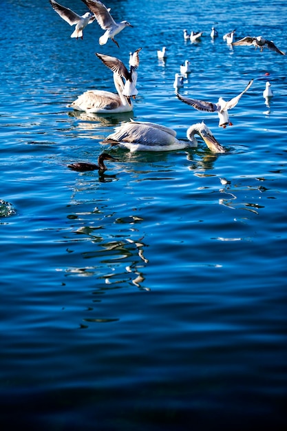 動物 鳥 ペリカンとカモメとドックの海 フォト