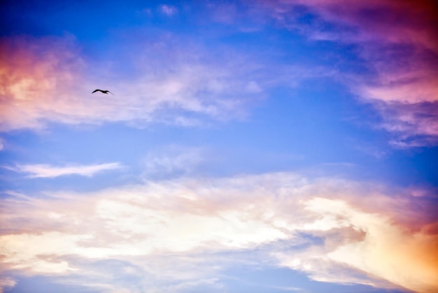 空の写真を飛んでいる動物の鳥のカモメ