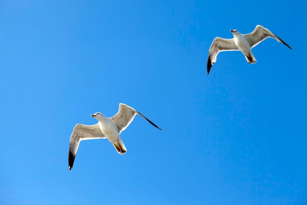 Animal Bird Seagull Flying on Sky Photo