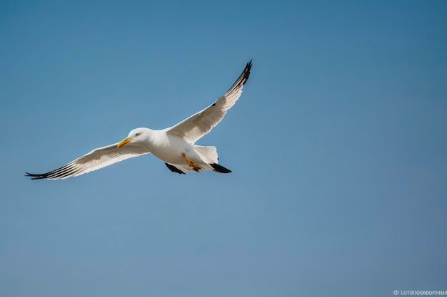 Animal Bird Seagull Flying on Sky Photo