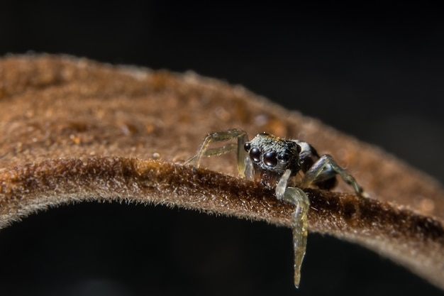 animal black insect araneus danger wildlife