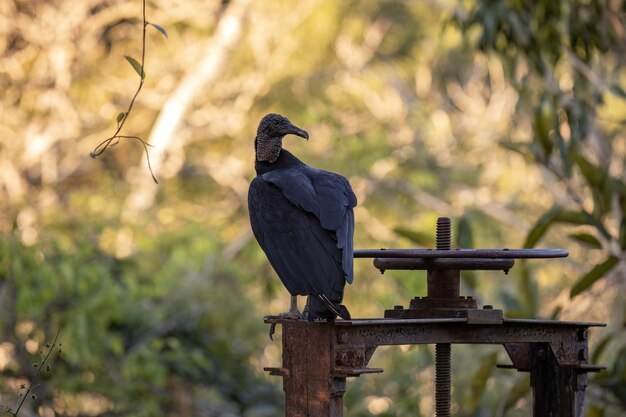 Photo animal black vulture of the species coragyps atratus