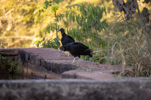 Animal Black Vulture of the species Coragyps atratus