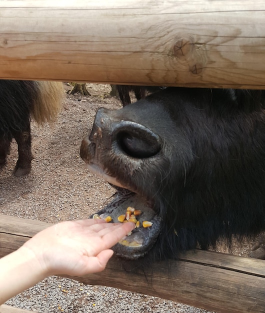 写真 動物のバッファロー