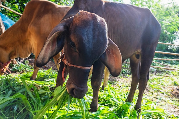 Animal calf and cow eating grass food