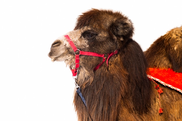 Animal camel brown fluffy, long hair, domesticated pet\
isolated