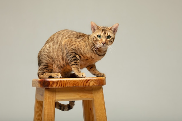 Animal cat pet concept serengeti cat on a grey wall