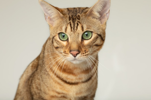 Animal cat pet concept serengeti cat on a grey wall