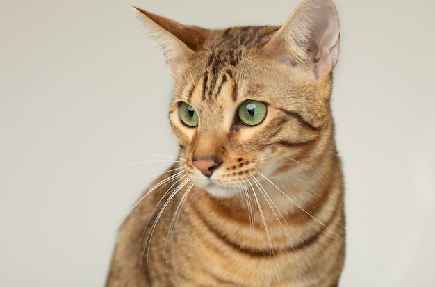 Animal cat pet concept serengeti cat on a grey wall