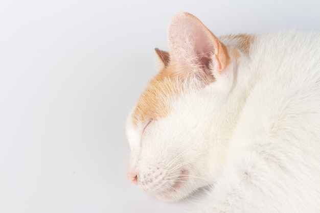 Animal cat white orange isolated on white wall