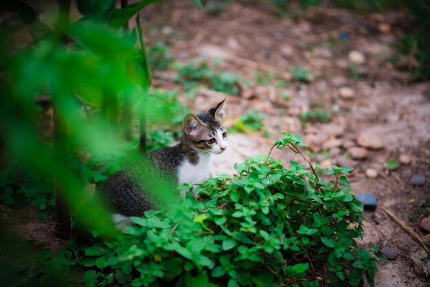 Foto gatto animale