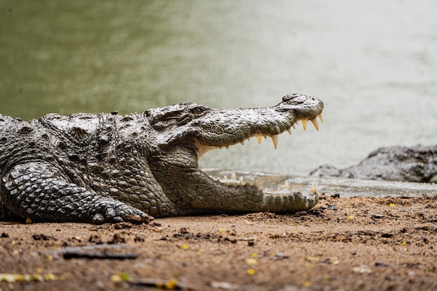 Foto immagini di personaggi animali