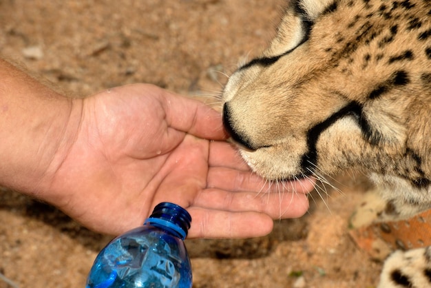 Foto foto di animali che bevono ghepardi