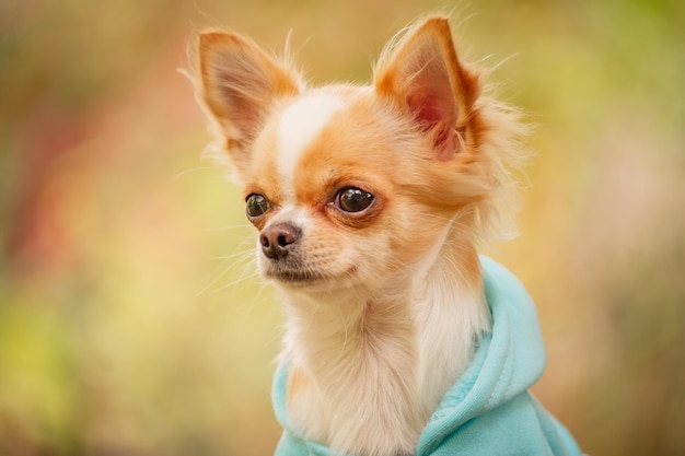 Animal. Chihuahua dog in clothes. Cute pet.