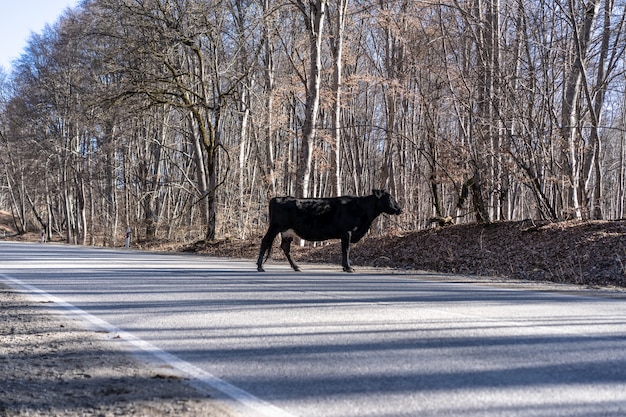 The animal crosses the road. A cow stands in the middle of the road.