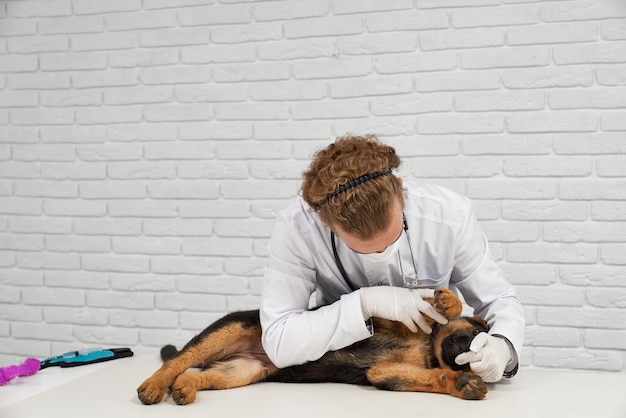 Animal doctor providing assistance german shepherd