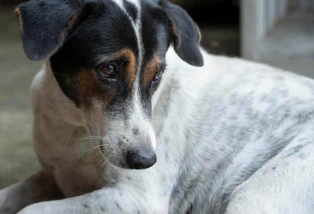 Animal dog's face close up