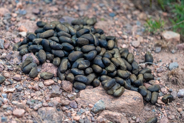 Animal droppings in the mountains in nature