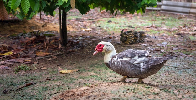 Animal duck or muscovy duck standing on farm