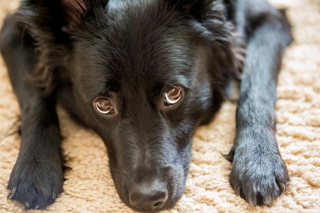 Animal face of a mongrel dog black