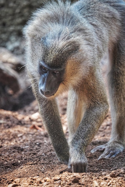 写真 バレンシアの動物家