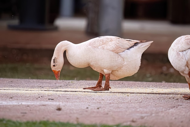 Animal Farm Grauwe Gans van de soort Anser anser