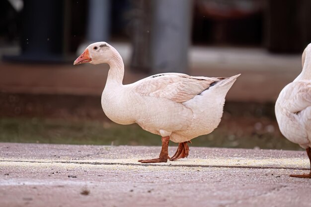 Animal Farm Greylag Goose of the species Anser anser