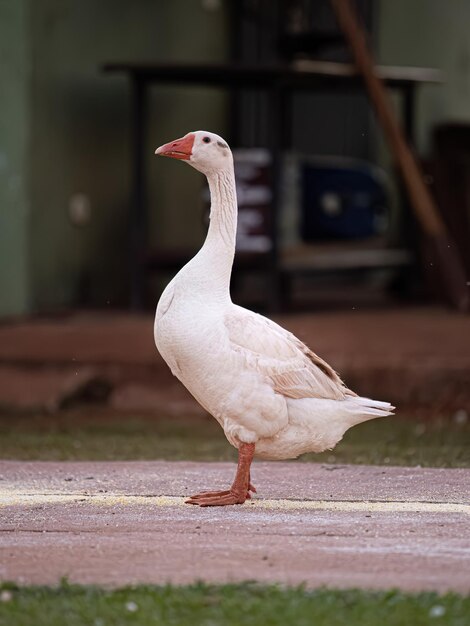 Animal Farm Greylag Goose of the species Anser anser