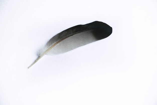 Photo animal feather black and white color on isolate background