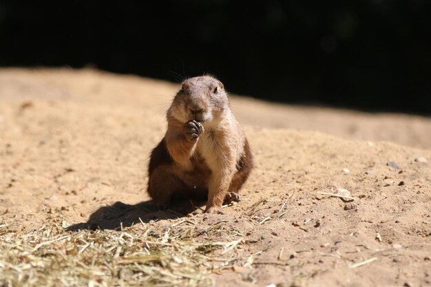 野原の動物