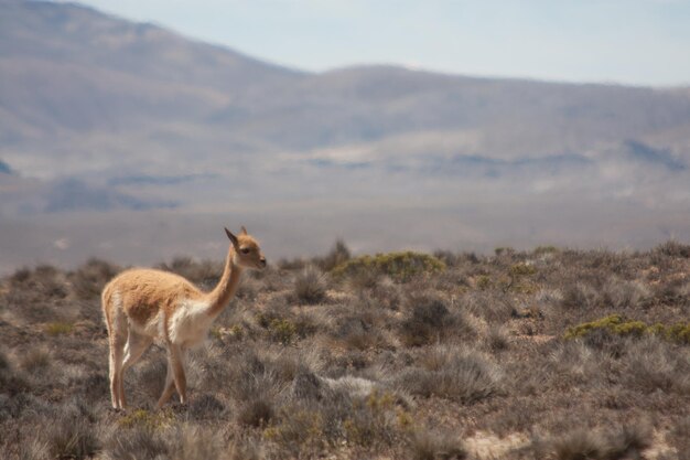 Foto animali in un campo