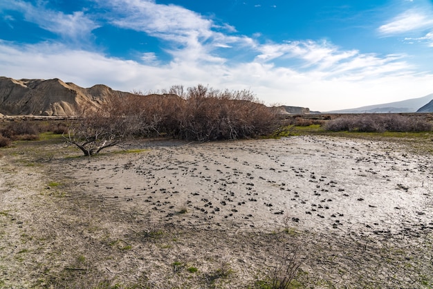 Animal footprints in a dried pond