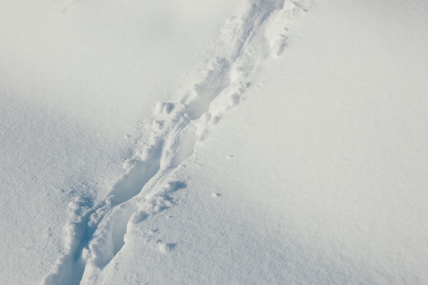 Фото Следы животных в глубоком снегу