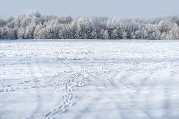 Photo animal footprints on snow covered field