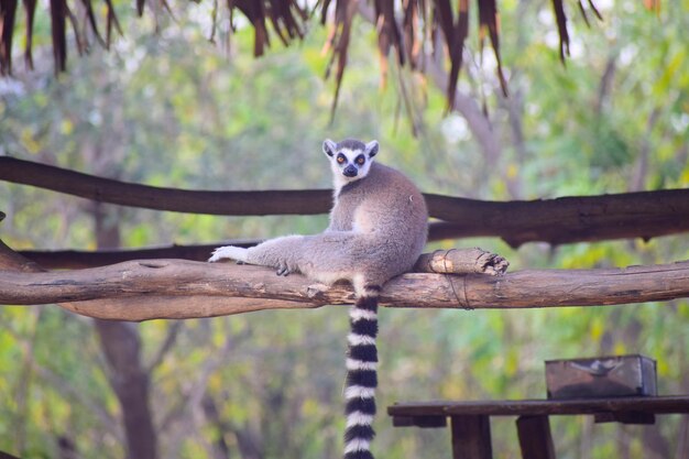 写真 動物園の動物フリーティム